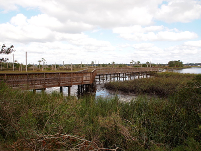 [The boardwalk with railings on both sides extends across most of the image. There is a great deal of tall grasses with only small amounts of water visible under the boardwalk.]